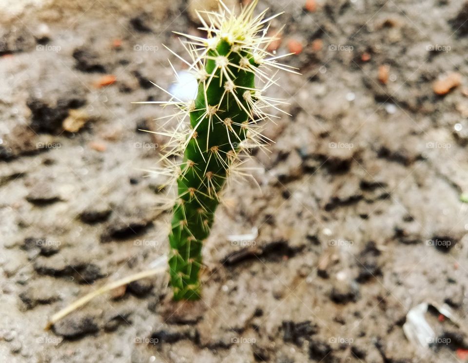 Little Cactus PlanT