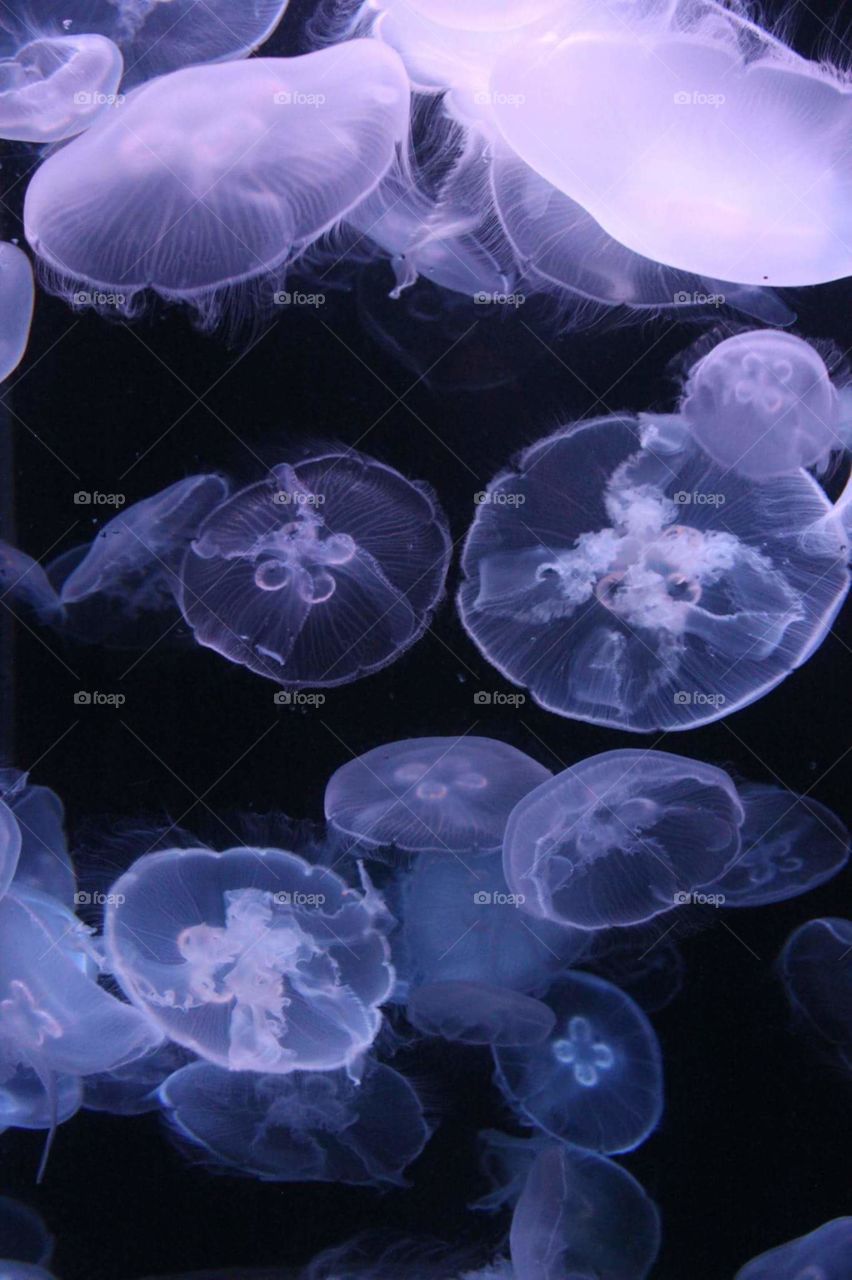 jelly fish