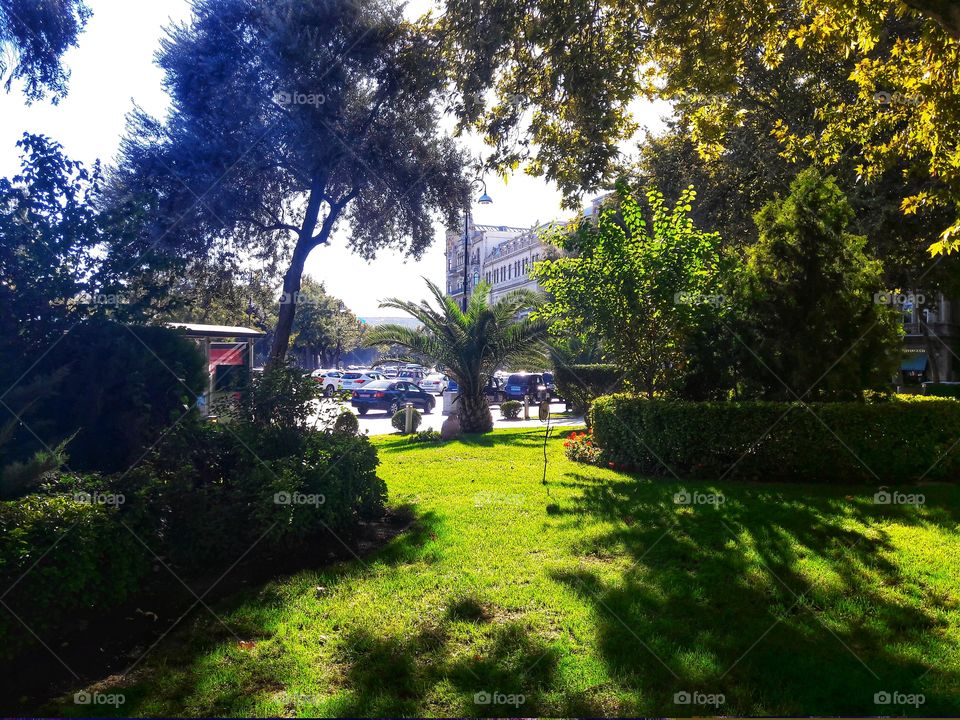 Tree, Grass, Garden, Nature, No Person