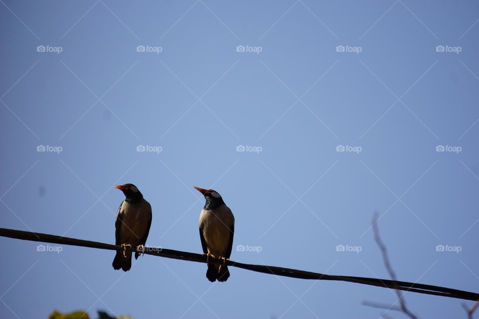 Couple myna bird