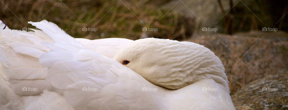 white eye bird goose by pedernh