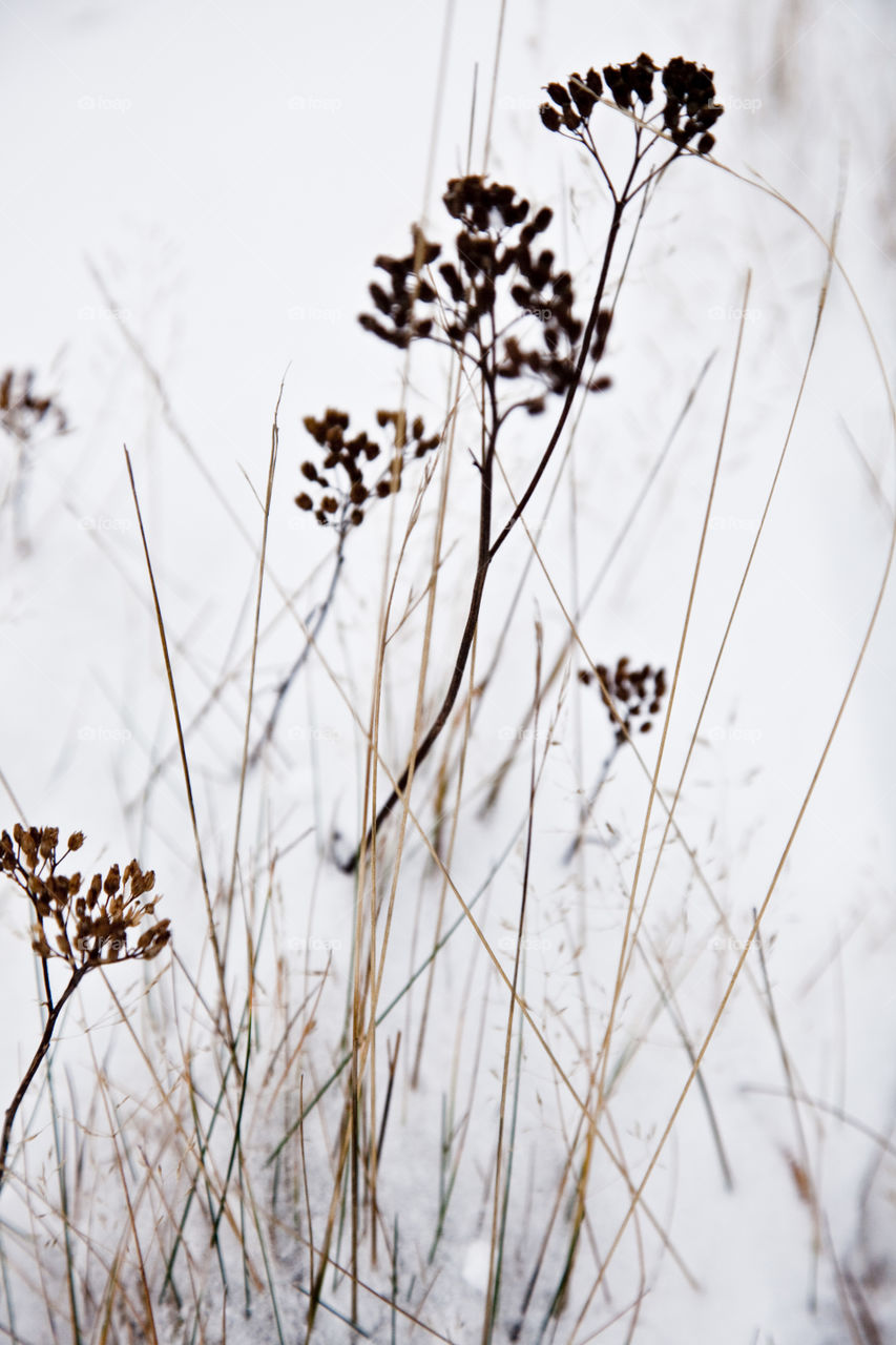 Nature, Winter, Flower, No Person, Snow