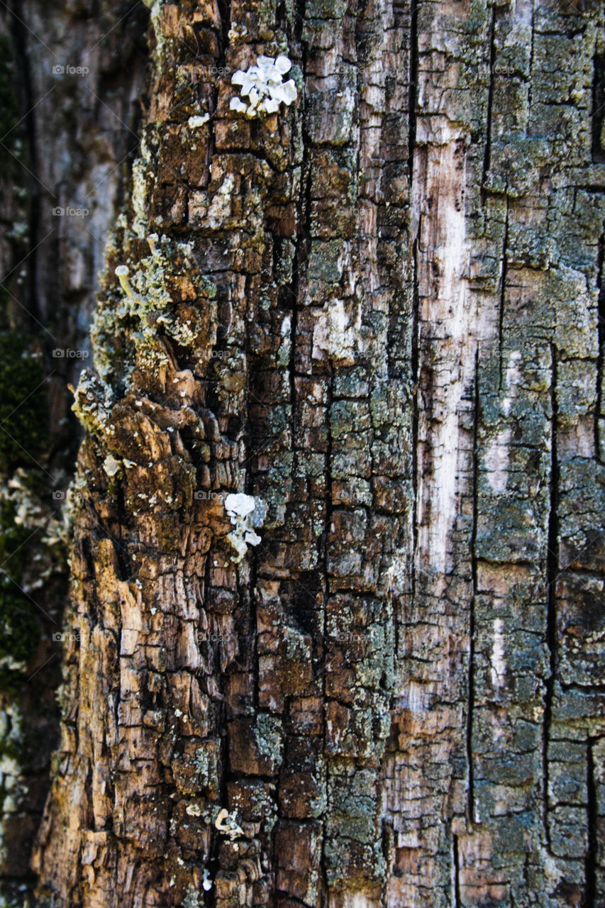 Wood rustic background 