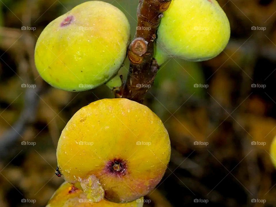 yellow fig