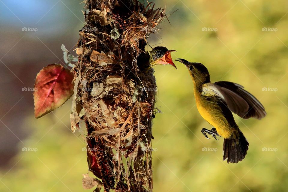 Beautifull love  from birds family.