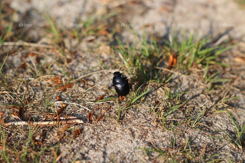 A close-up of a shiny black beetle on sandy soil, surrounded by green grass.
The beetle's intricate details stand out against the soft background blur, capturing the essence of nature in motion.