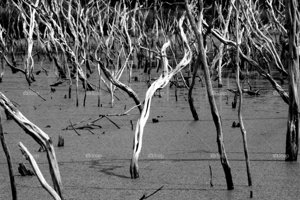 Dead Lake Trees