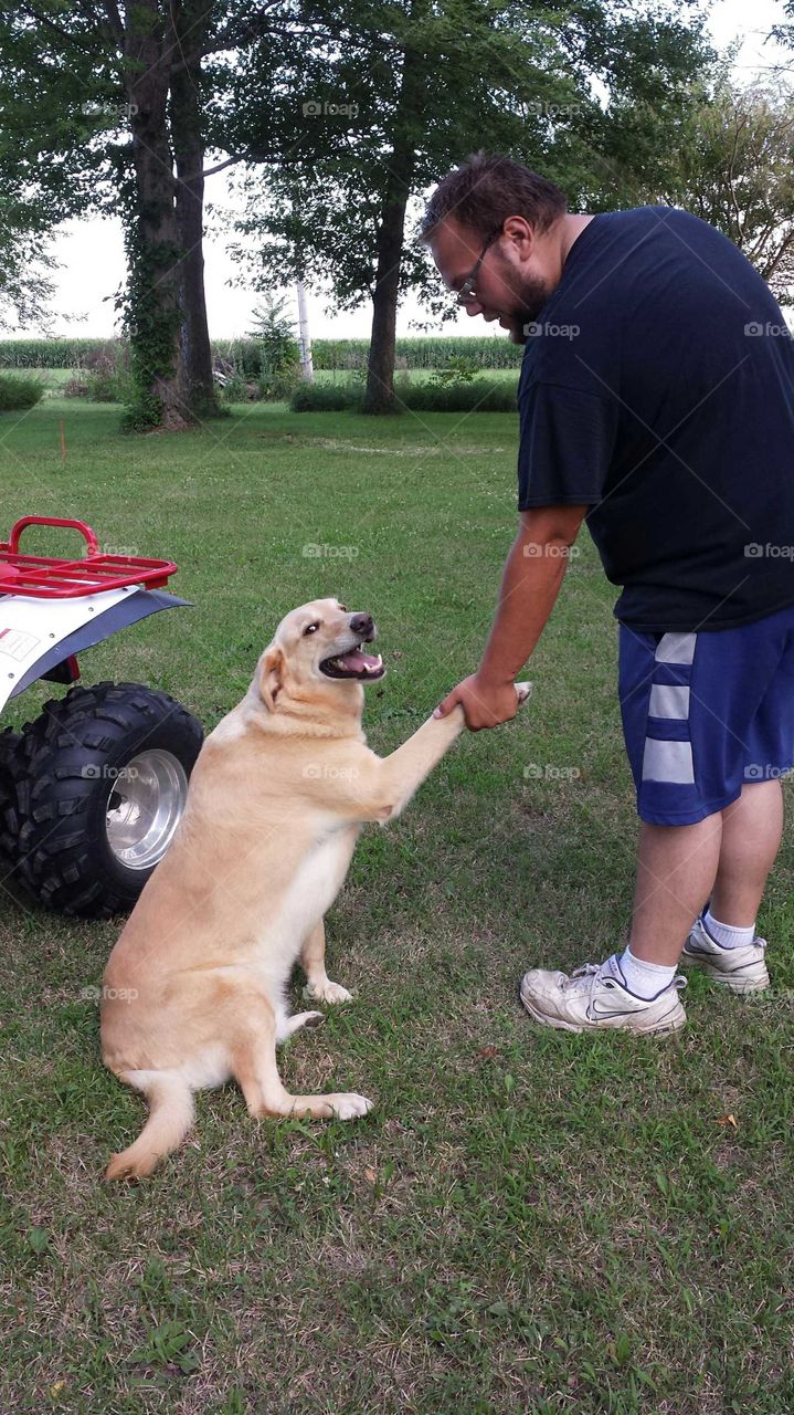 Labrador shaking hands with a guy