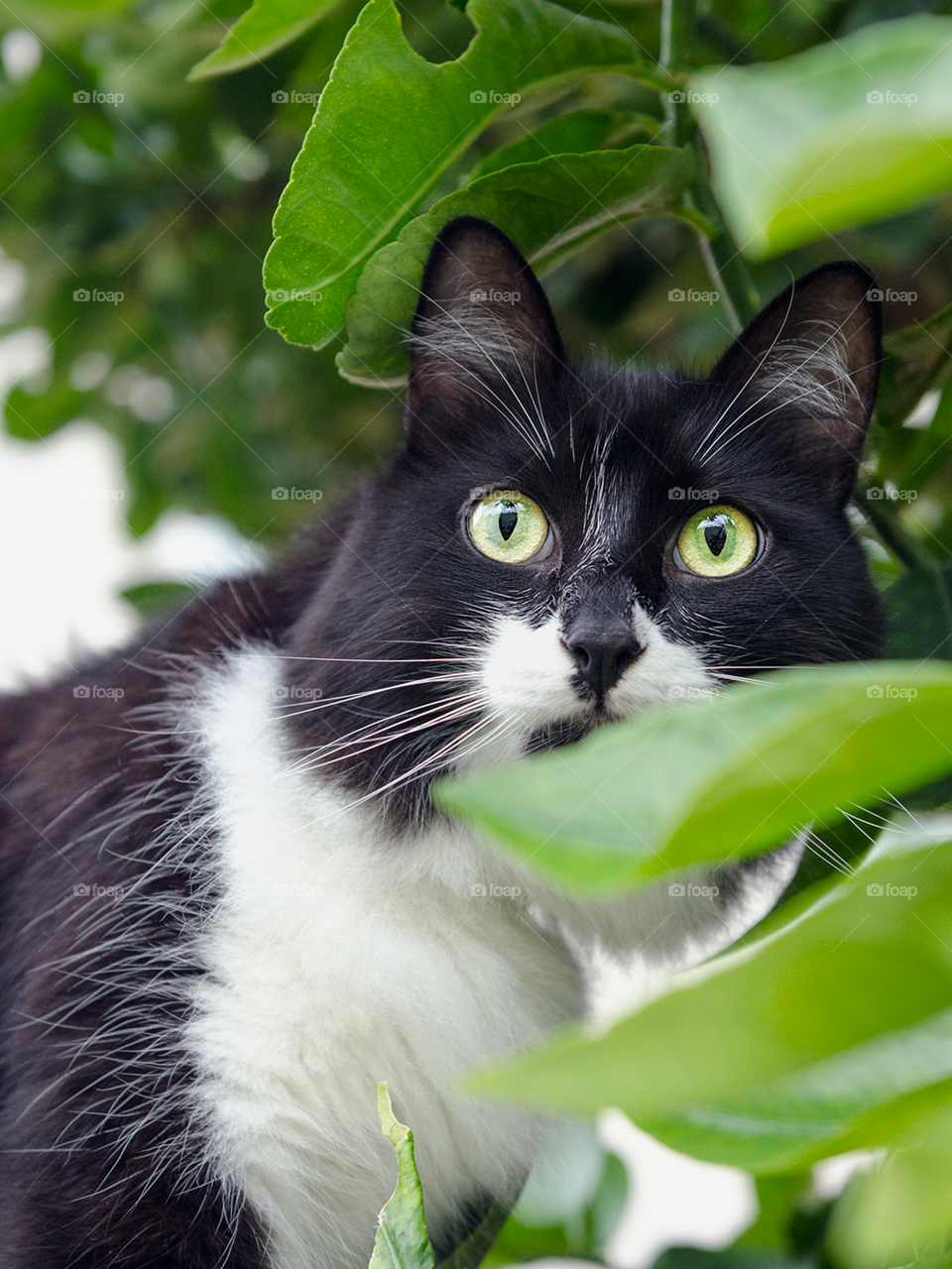 Gato olhando por detrás de vegetação