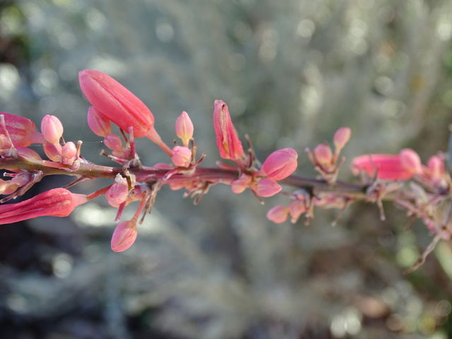 Pretty Pink Flora