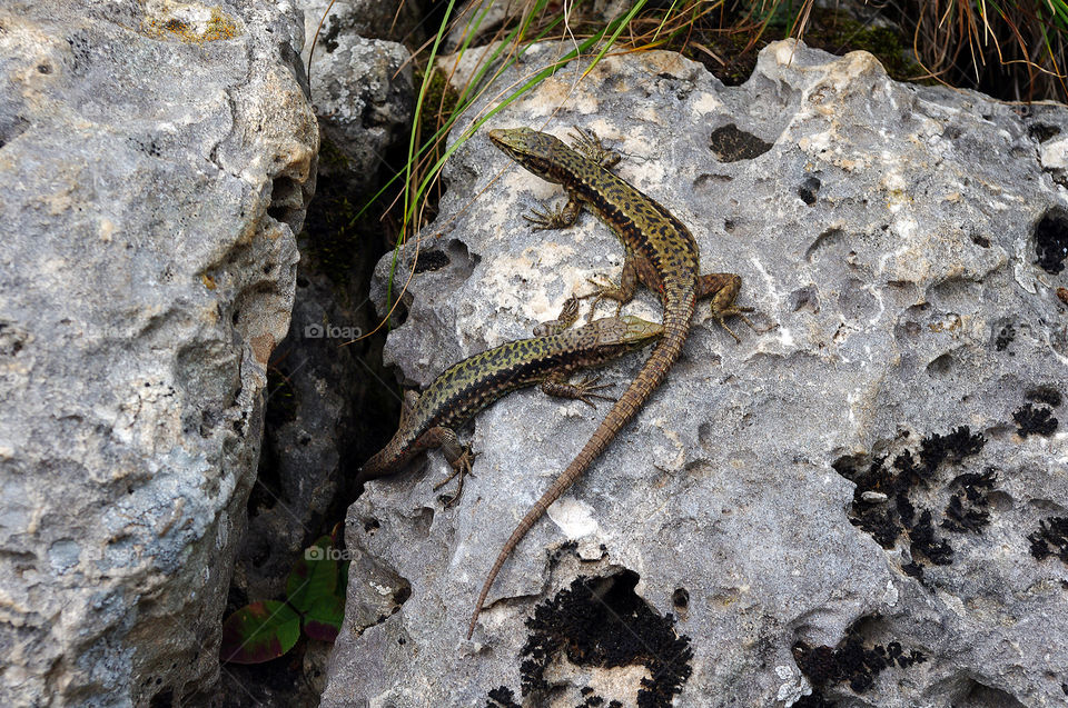 two lizard sitting on a rock in the mountains