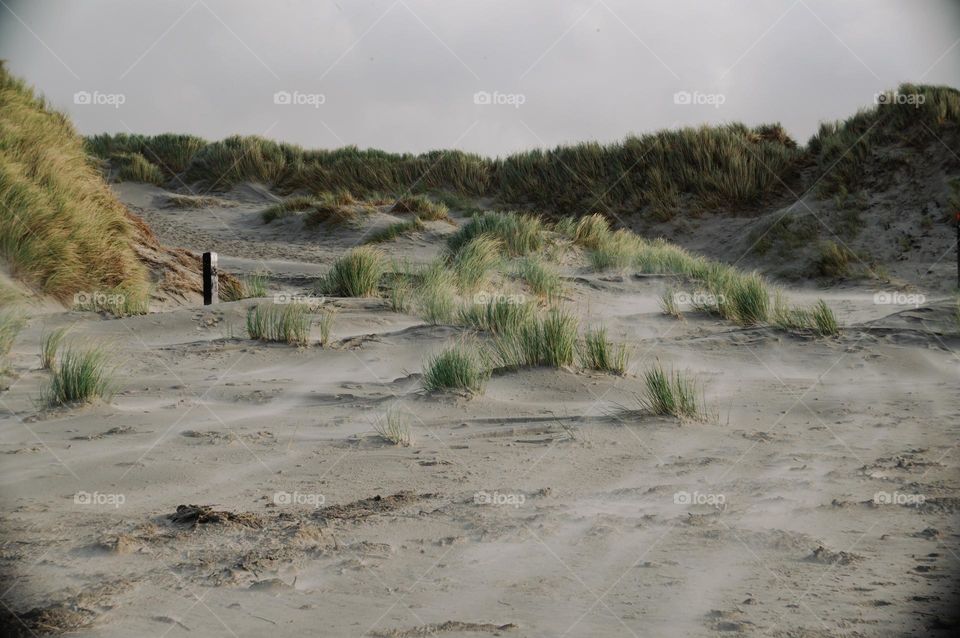 Dunes on a island. Green and beige colored landscape. Spacious and quiet environment. Beach grass