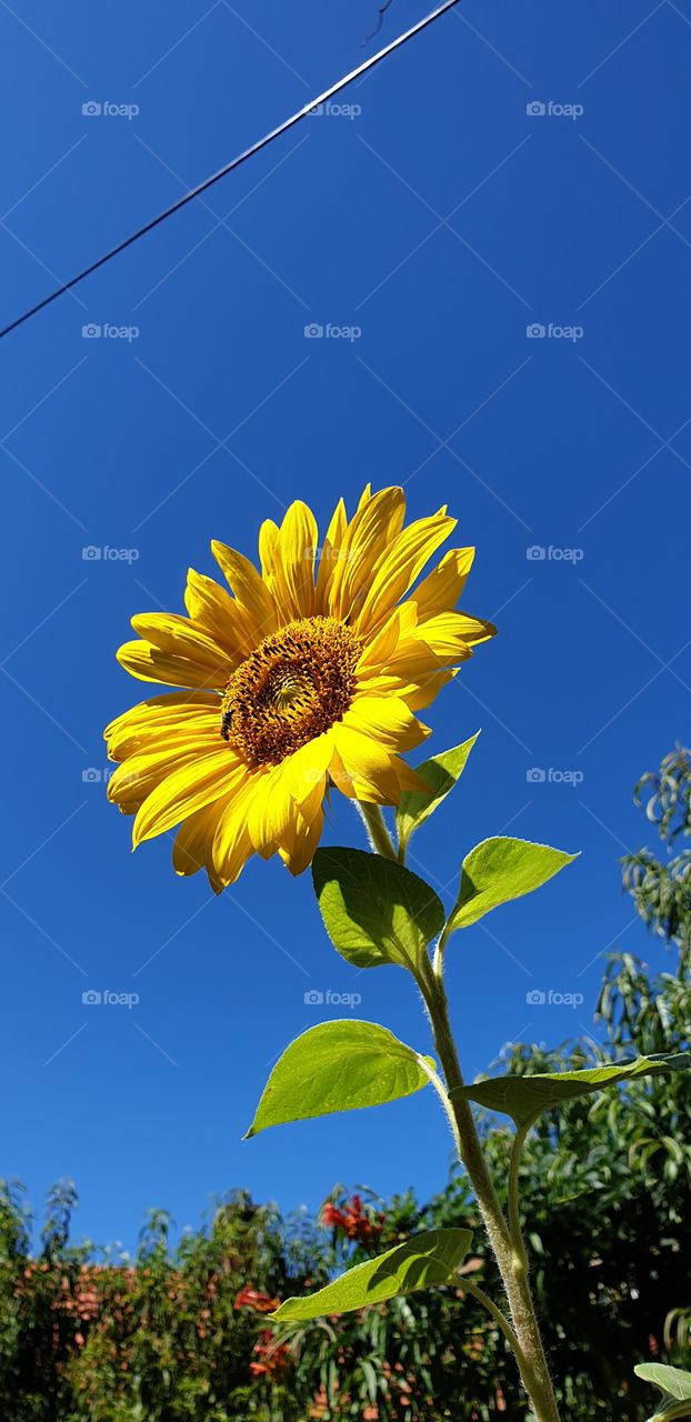 sunflower