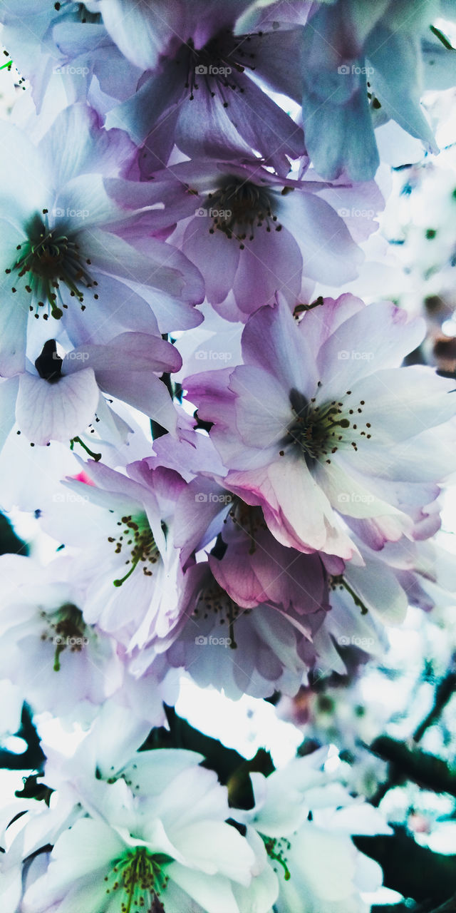 cherry blossoms