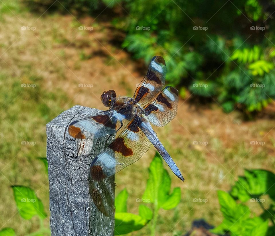 Dragonfly