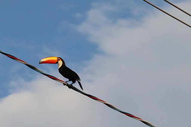Tucano