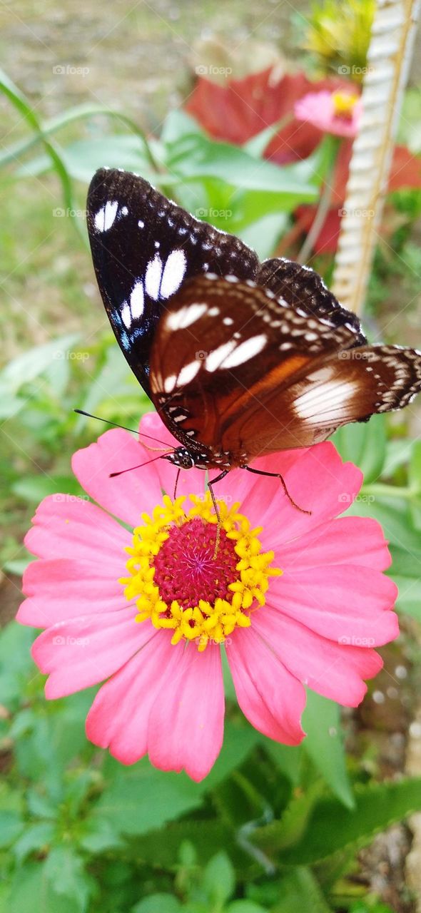 Beautiful butterfly perched on a zinnia flower