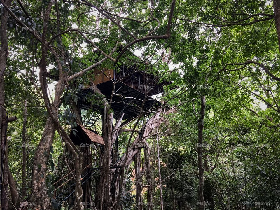 Tree house