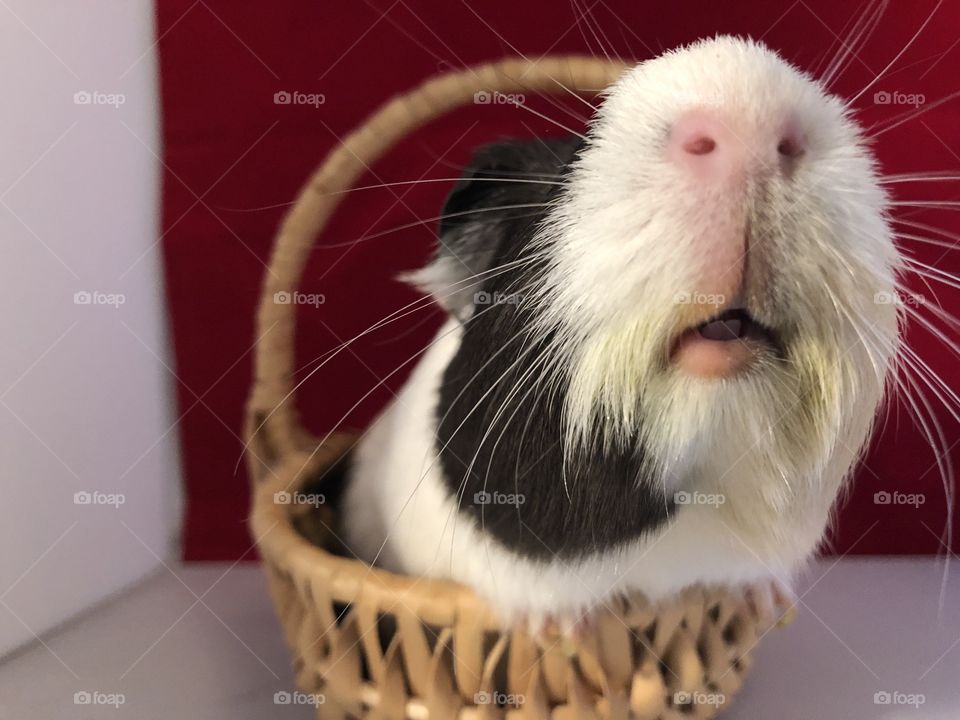 Nosey  little guinea pig