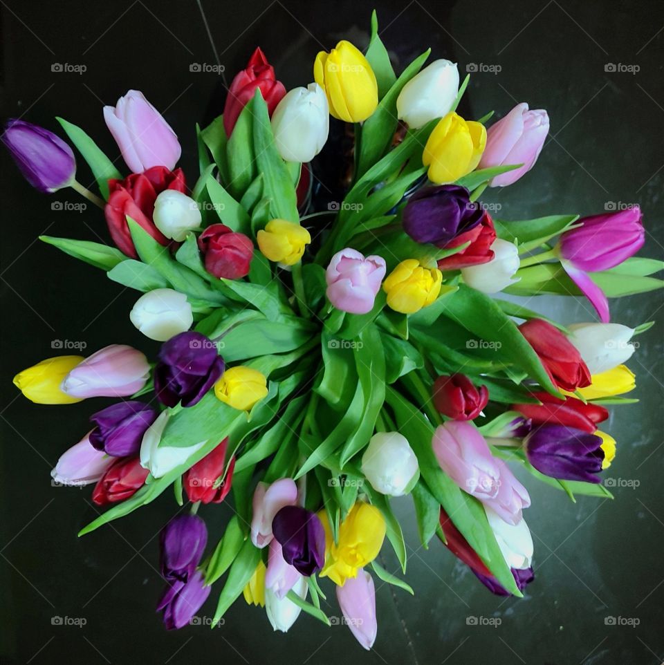 Tulips, Multicolored tulips, Flowers, Color, multicolor