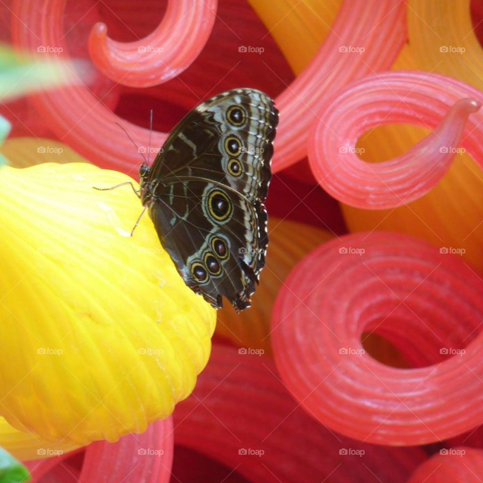 Butterfly on blown glass sculpture