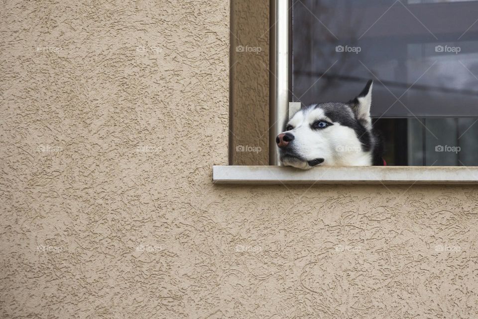 Husky dog looking from balcony
