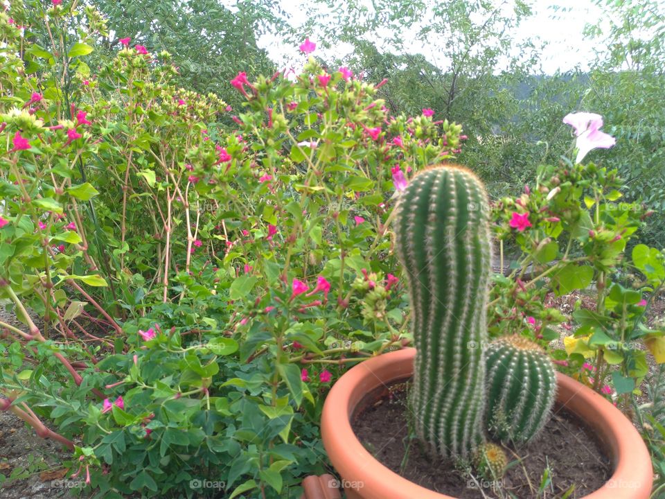 Un cactus en maceta en el jardin