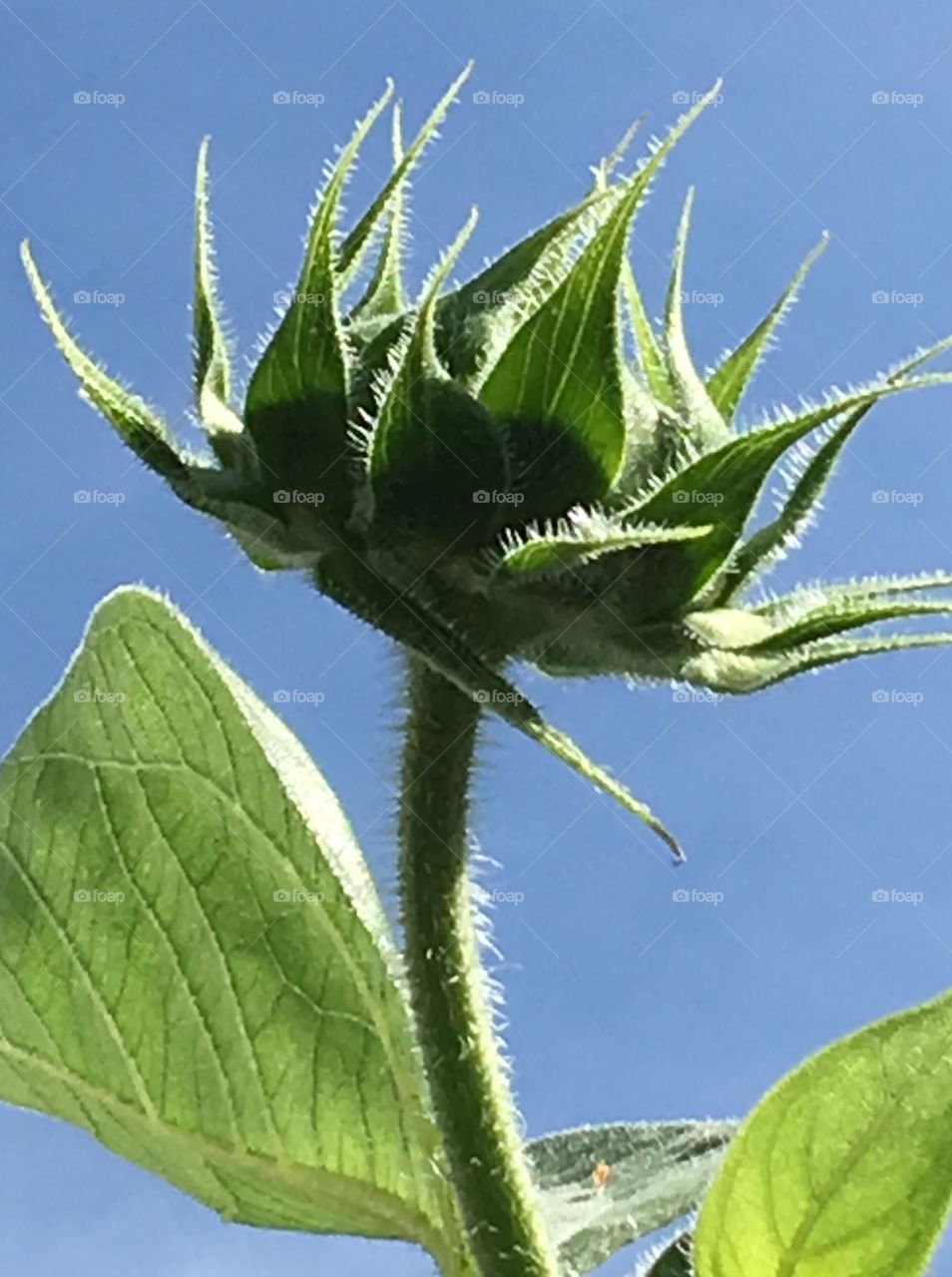 Unopened Sunflower Bud, Growing Up Up, Blue Sky! No Clouds! 🌻