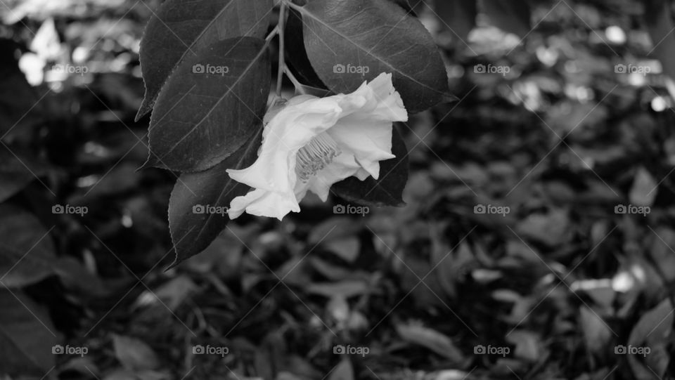 White Camellia hanging upside down.