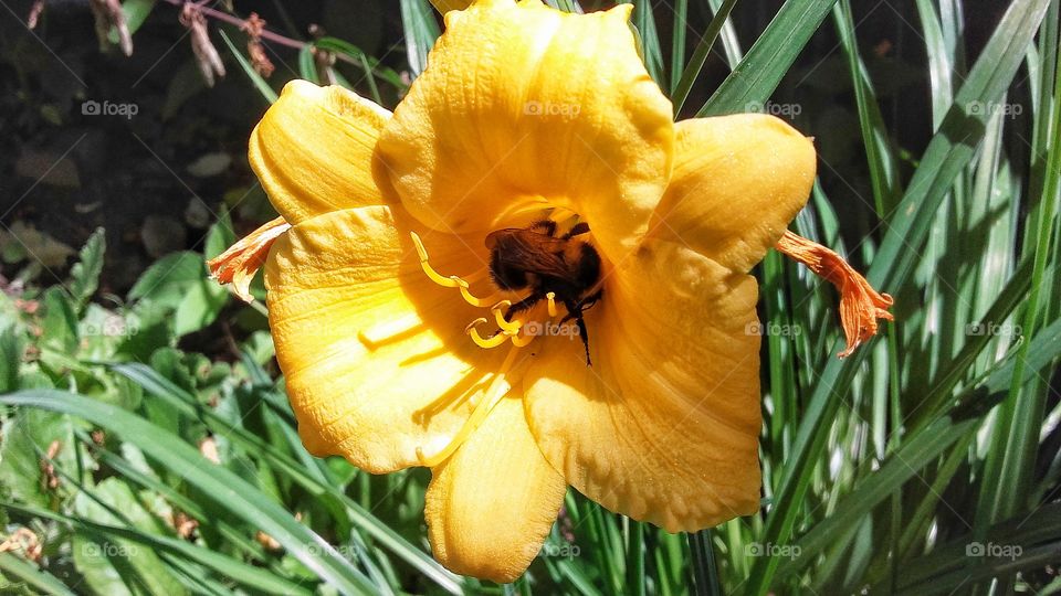 Yellow lilly