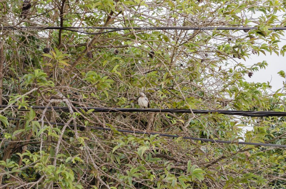 Bird On Sweetsop Tree