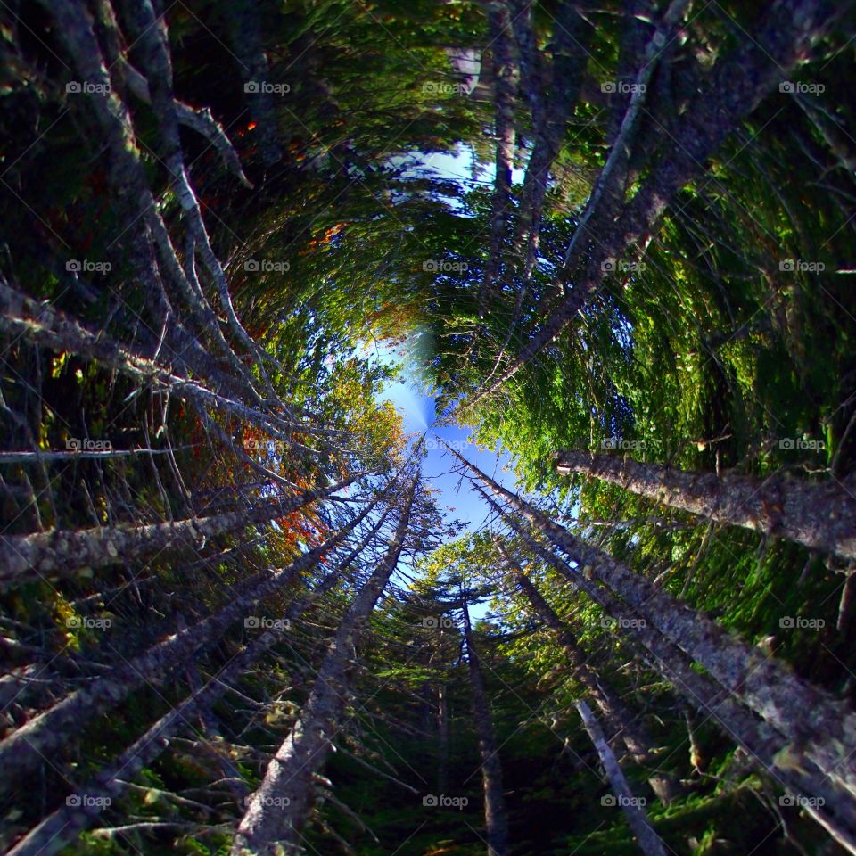 Scenic view of trees in autumn from ground