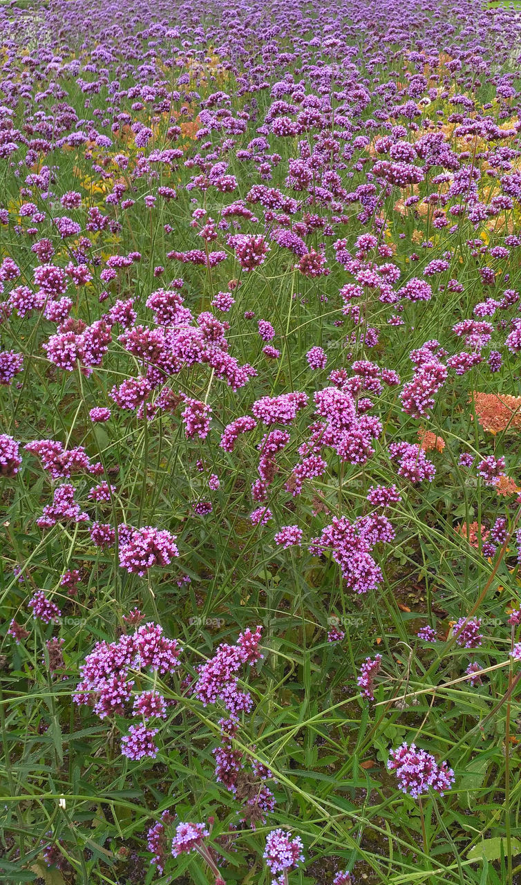Flowering lavender field