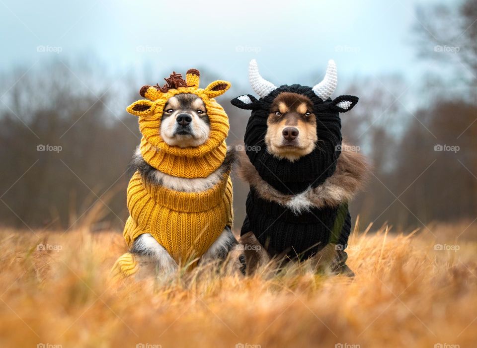 Two dogs dressed up as wild animals 