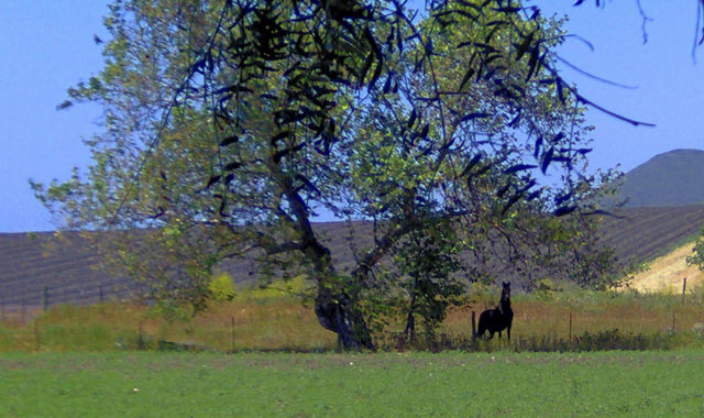 The Horse