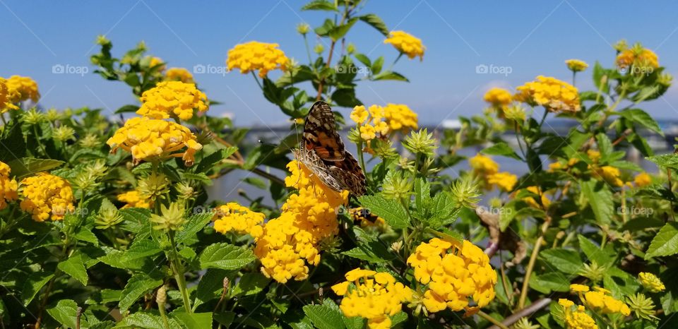 A monarch butterfly sitting on a yellow flower bush on the side of a bridge in Arkansas.