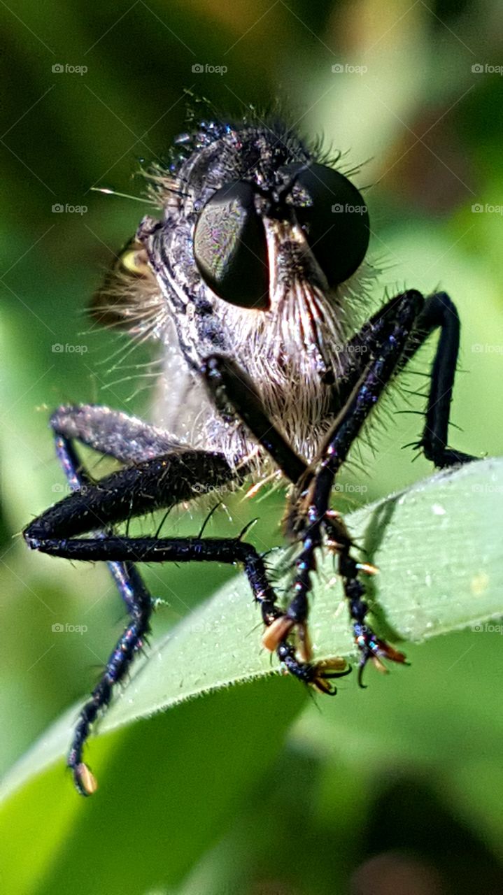 Threatening-looking fly on the blade of grass.