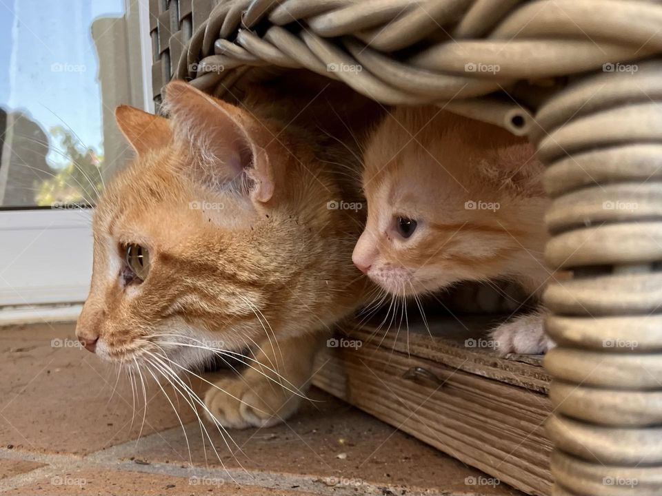 Mother cat and kitten