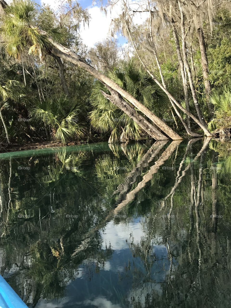 A view of jungle, trees, palms and their reflections in the river seen while paddling.  