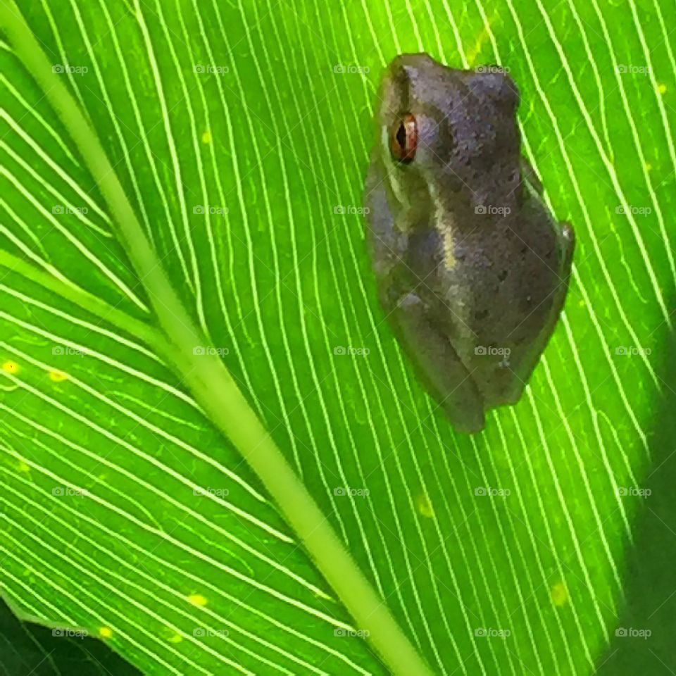 Small green tree frog on a green leaf