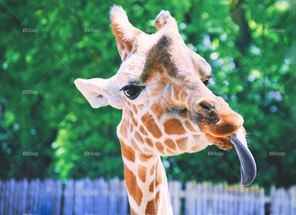 Giraffe with tongue out 