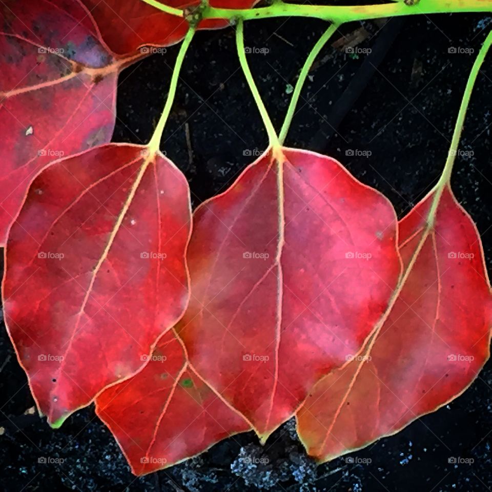 Red leaves