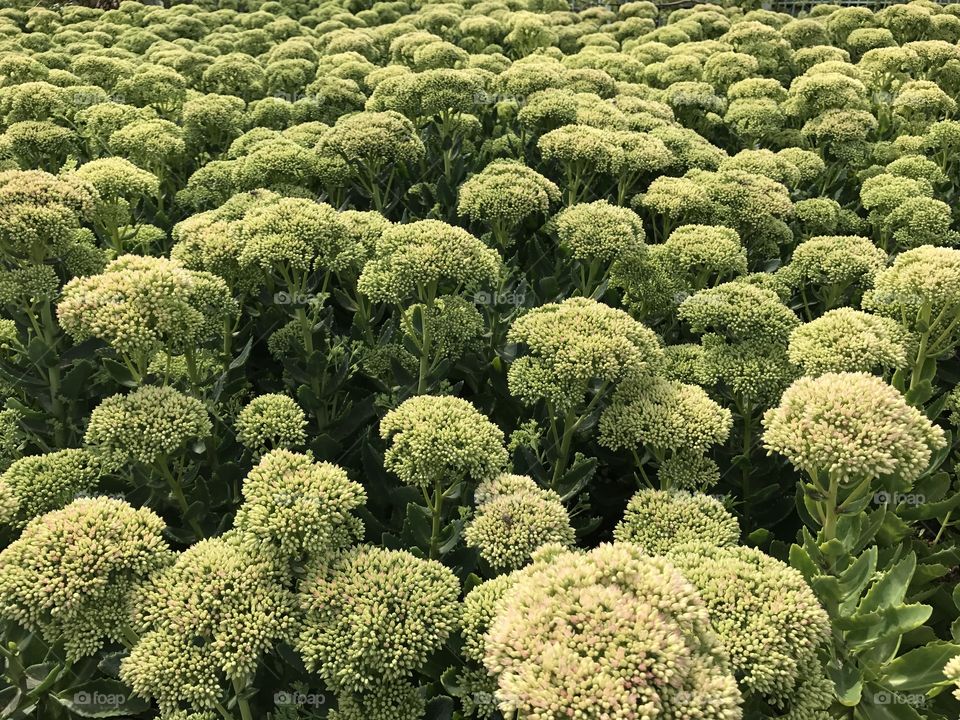 Leaf, No Person, Flora, Nature, Agriculture