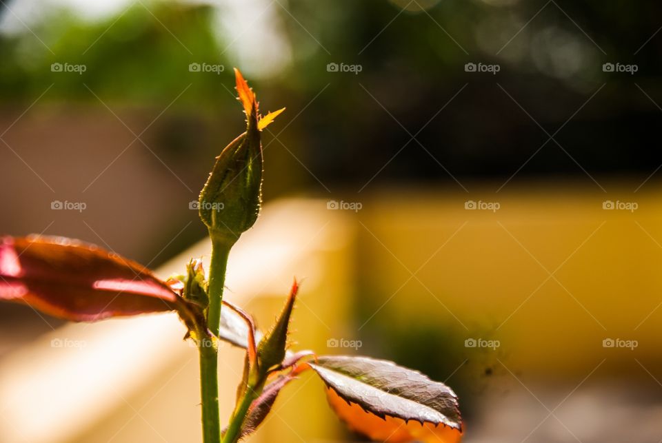 Close-up of bud