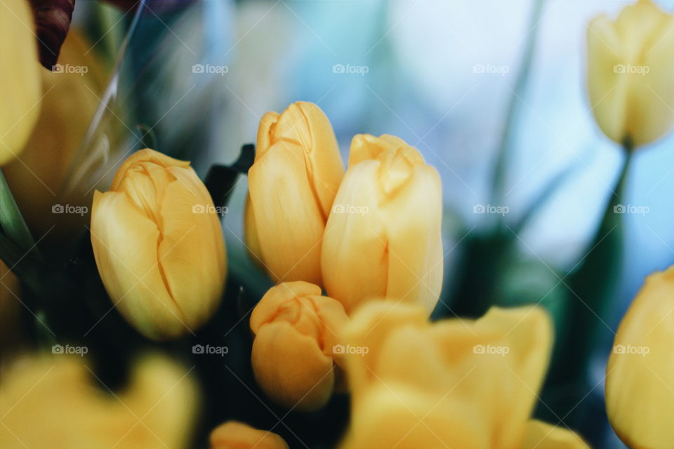 Tulip, No Person, Flower, Easter, Nature