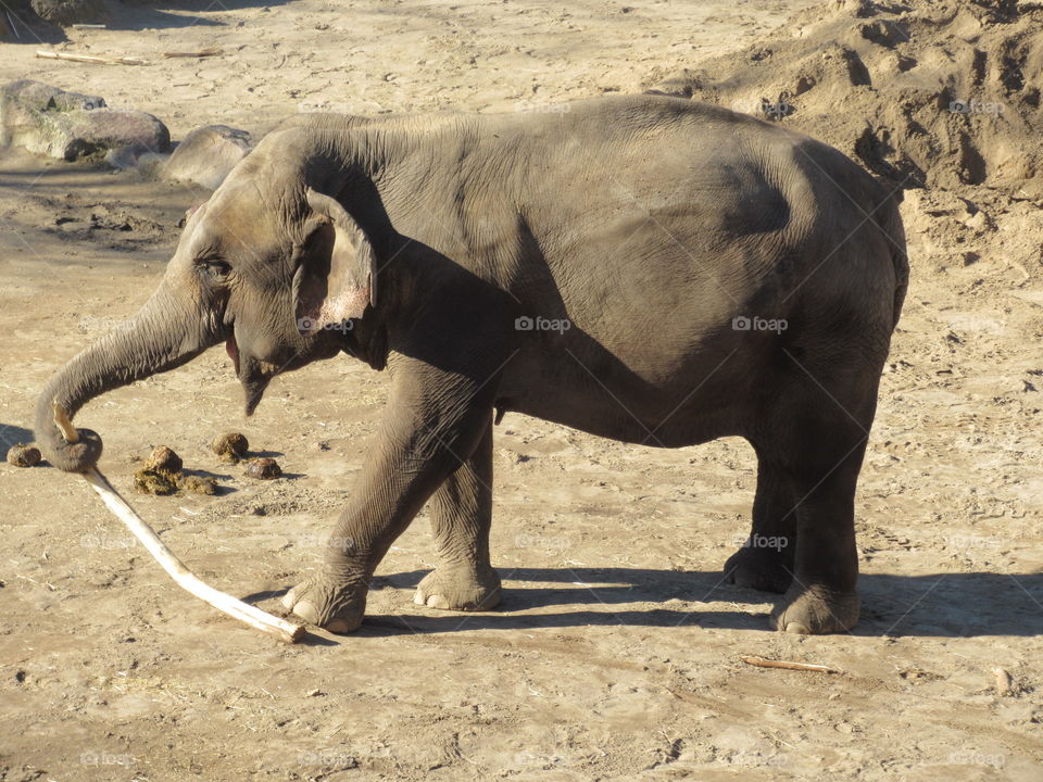 Baby elephant being playful