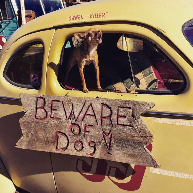 beware of dog . iPhone Capture 