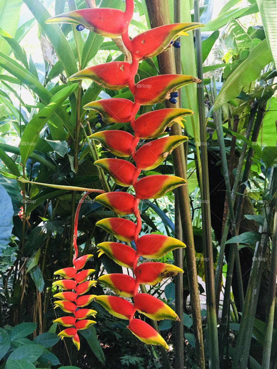 Heliconia Rostrata flowers