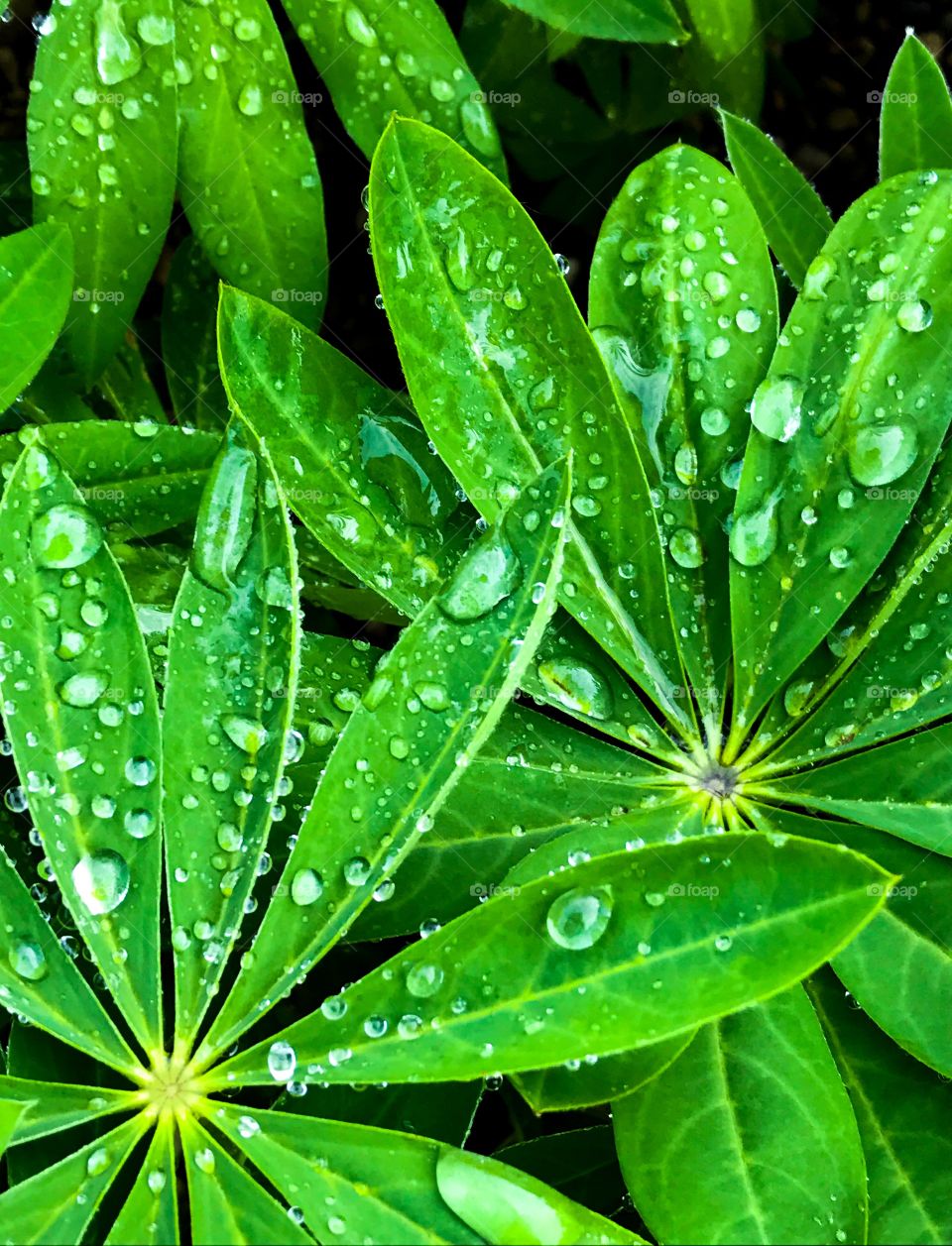 Rain drops on plant