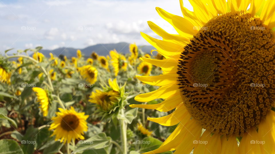 Sunflower world